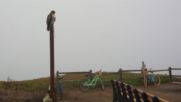 A red-tailed hawk perches near parked bikes on the Wavecrest trail. (Courtesy of Karen Gough)