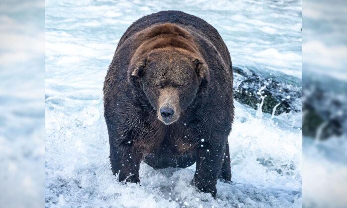 Stuffed With Salmon: Brown Bear ‘747’ Declared Champion of Annual ‘Fat Bear Week’ Ahead of Hibernation
