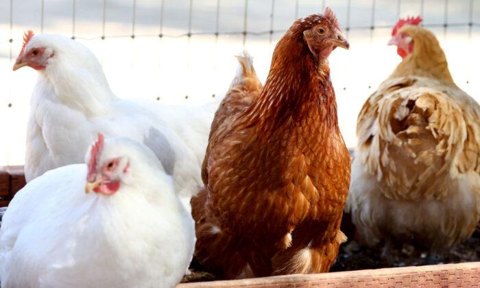 Biden Admin Moves to Regulate Salmonella in Breaded Raw Chicken, Industry Raises ‘Grave Concerns’