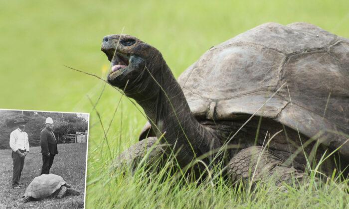 Meet the World’s Oldest Living Land Animal, Jonathan the Tortoise Who Is 190 Years Old