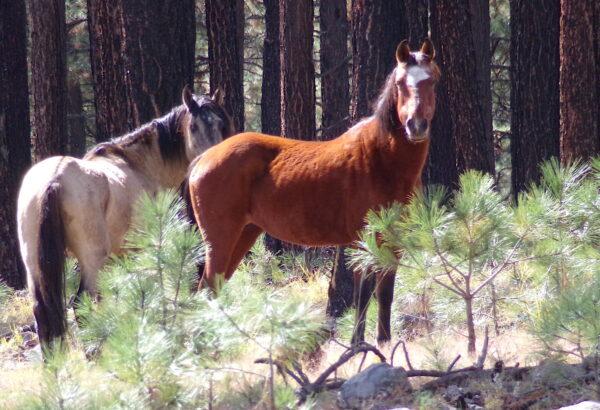 An Alpine wild horse mare stands guard beside an injured stallion in the Apache-Sitgreaves National Forests on Oct. 17, 2022. (Allan Stein/The Epoch Times)