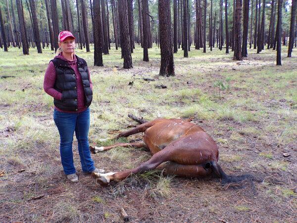 Wild horse advocate Dyan Albers Lowey stands next to an Alpine wild horse shot and killed in the Apache-Sitgreaves National Forests in early October 2022. (Allan Stein/The Epoch Times)