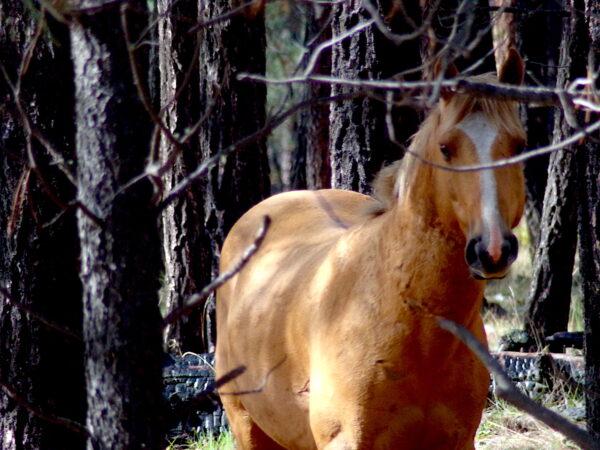 An Alpine wild horse watches cautiously from the brush inside the Apache-Sitgreaves National Forests on Oct. 17, 2022. (Allan Stein/The Epoch Times)