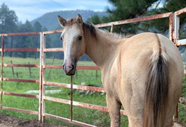 Wild horse advocate Dyan Albers Lowey recently adopted "Hope," one of the surviving yearlings of wild horse shootings in the Apache-Sitgreaves National Forests in October 2022. (Courtesy Dyan Albers Lowey)