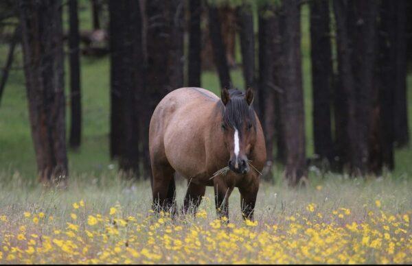 An Alpine wild horse named "Springer" was among the dozen found shot to death in the Apache-Sitgreaves National Forests in mid-October. (Courtesy of Destini Rhone)