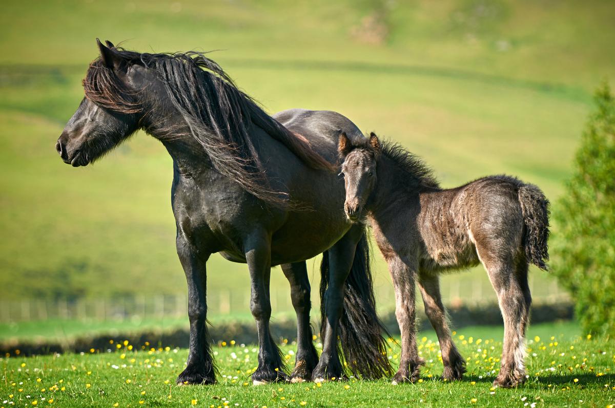 Fell Pony mare with foal in English countryside. (nicole ciscato/Shutterstock)