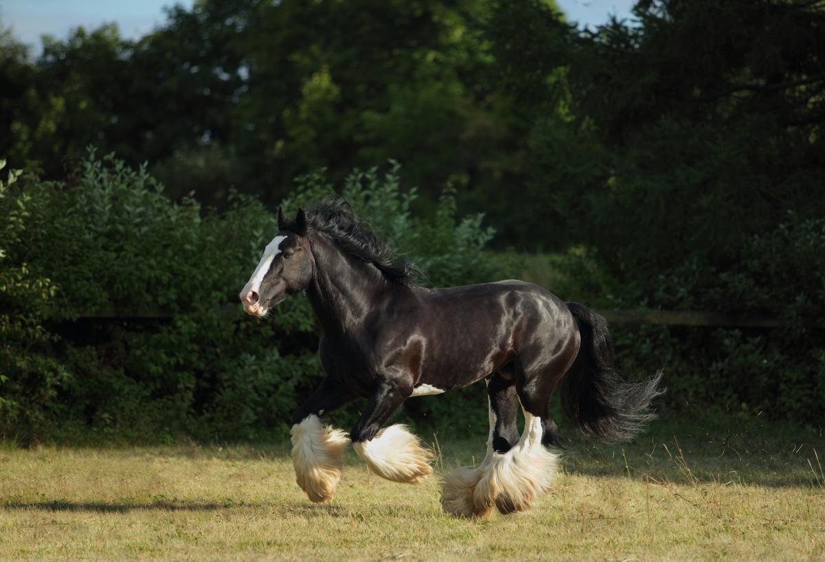 A Shire horse galloping in a field. (horsemen/Shutterstock)