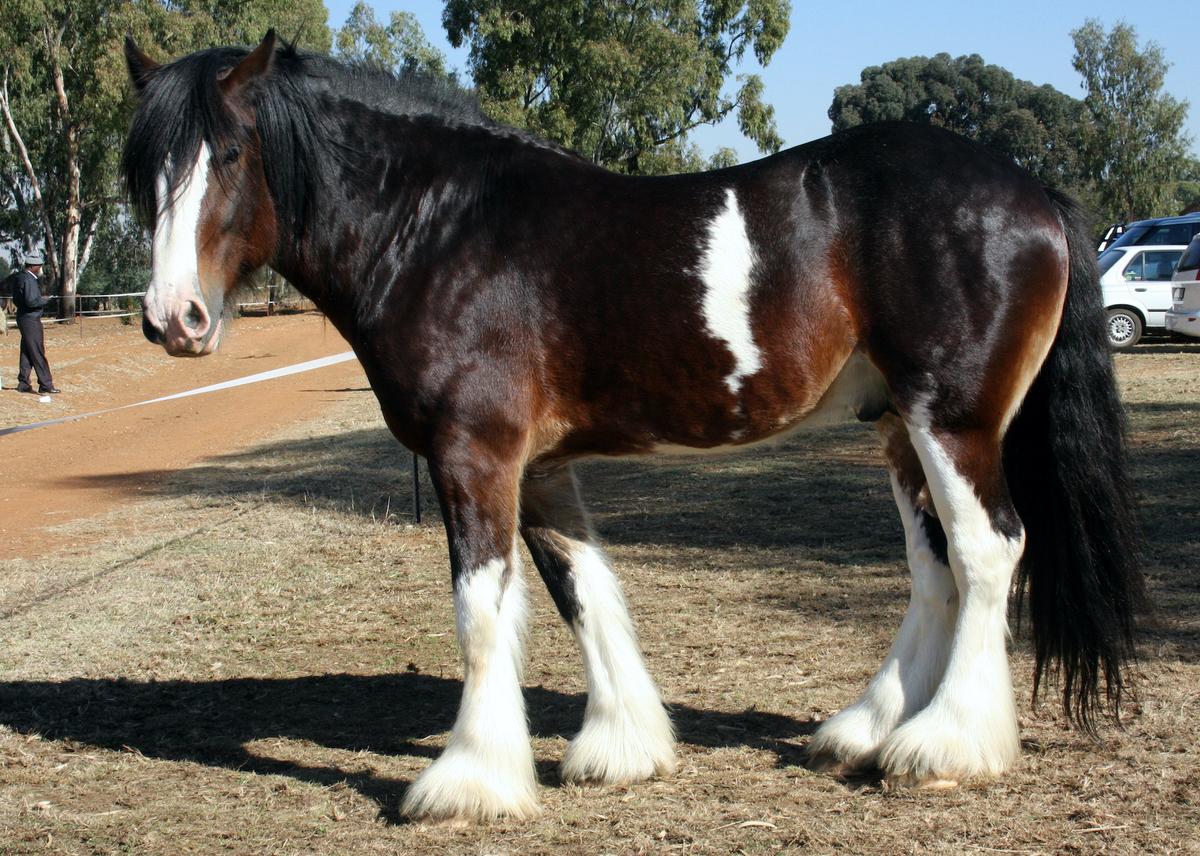 A Clydesdale horse. (Bettina Calder/Shutterstock)