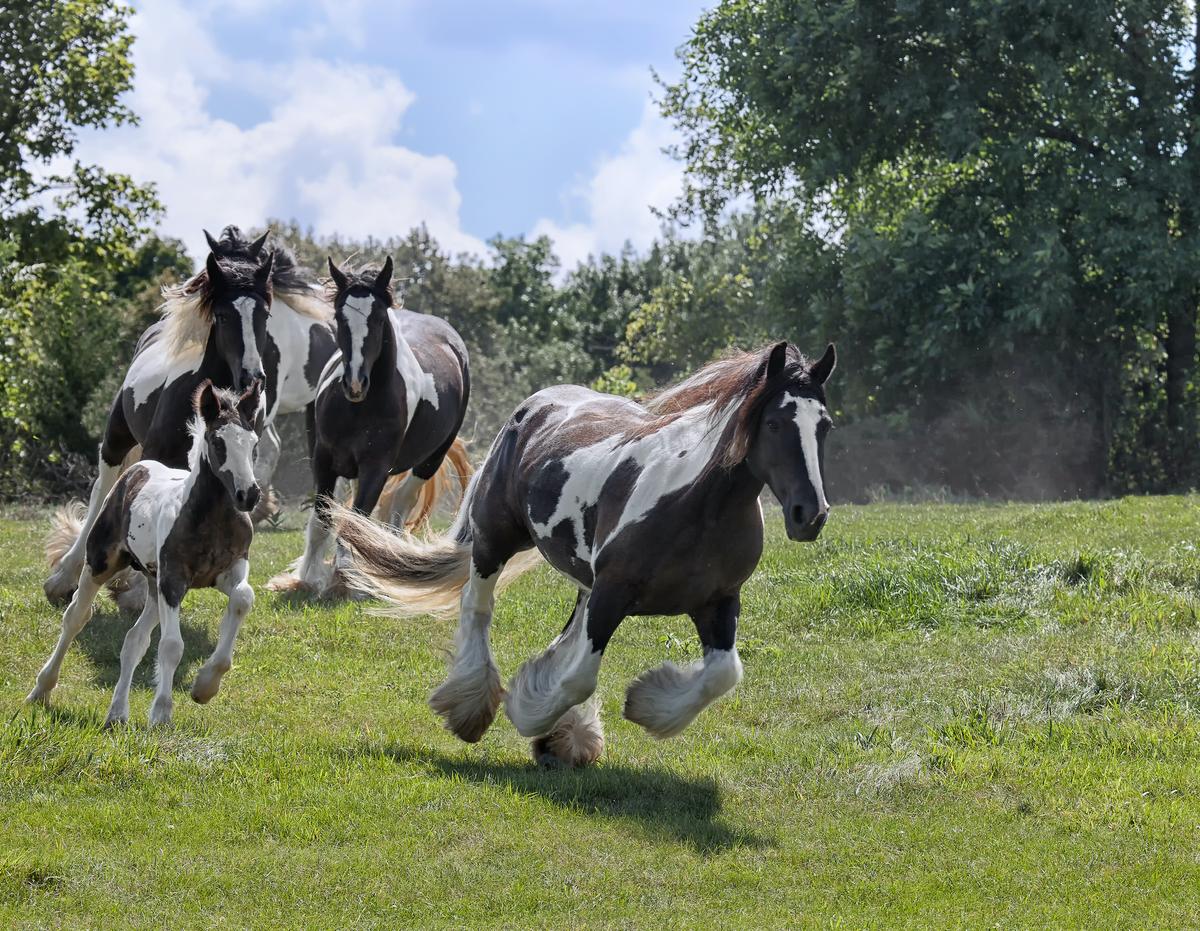 A herd of Gypsy Vanner horses galloping down a hillside. (critterbiz/Shutterstock)