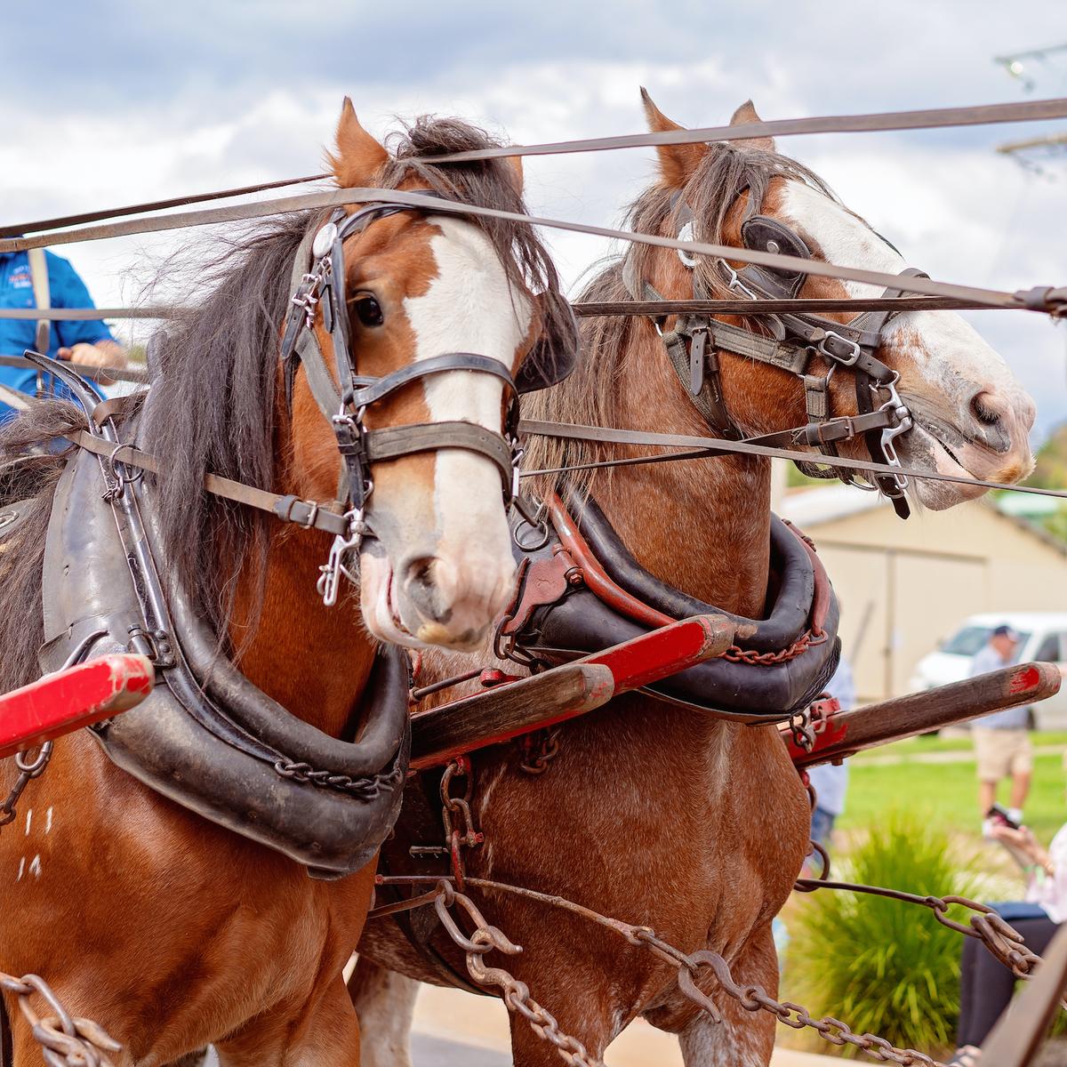 Australian draft horses in a street festival. (Jackson Stock Photography/Shutterstock)