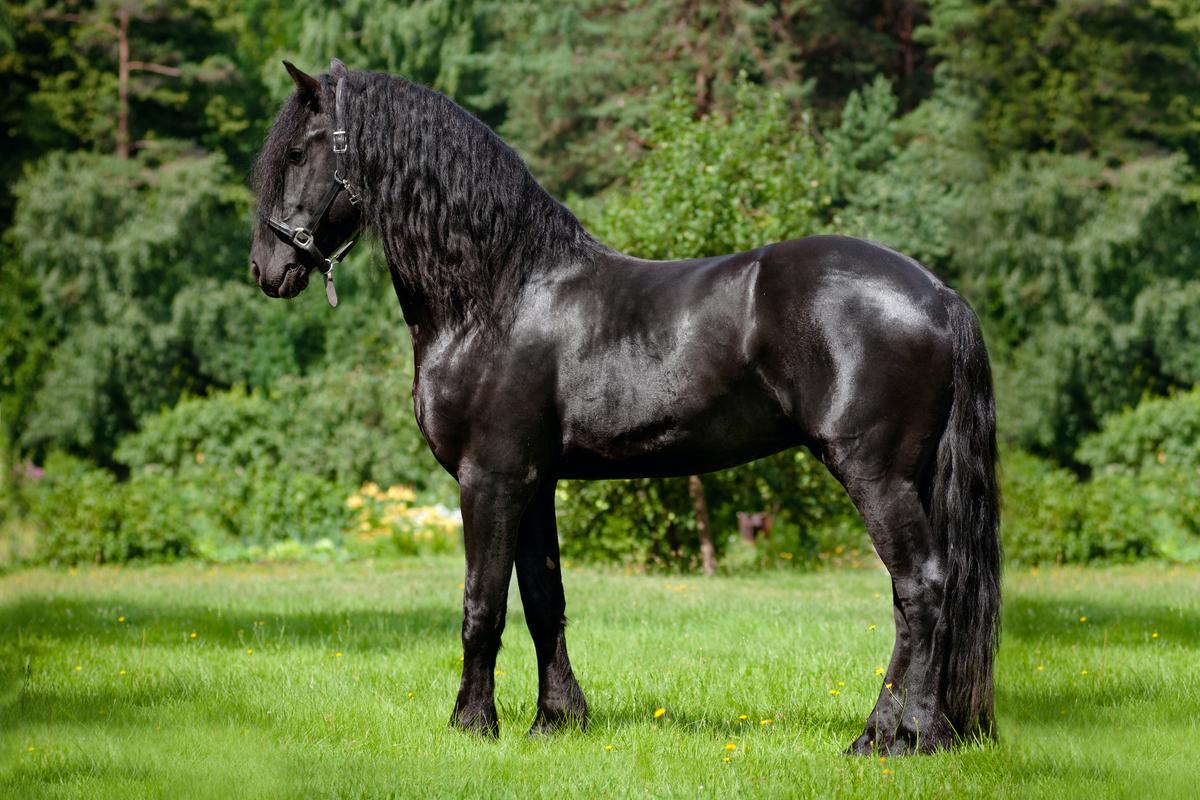 A solid black Friesian horse. (otsphoto/Shutterstock)