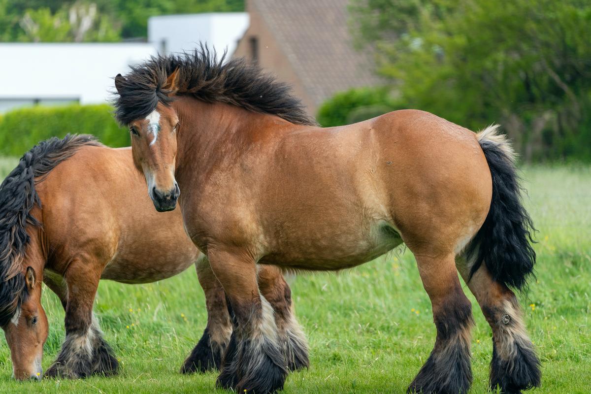 Belgian Draught horse breed profile, facts, lifespan, traits, training, speed, range, diet, groom, care, standard, health, pedigree, racing