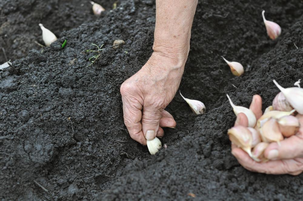 Autumn is not the typical planting season, but garlic is an exception.(yuris/Shutterstock)