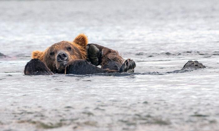 PHOTOS: Sleepy Bear Chills Out Floating in Alaska Lake With Paws Behind His Head