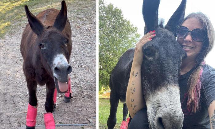 [VIDEO] Rescued Donkey Loves ‘Singing’ for His Supper: ‘He’s Turned It Into a Dinner Bell’