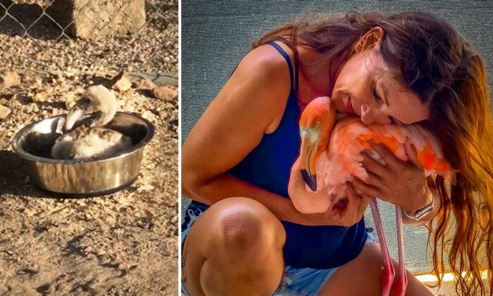 Woman Helps Raise a Baby Flamingo, Months Later, Bird Returns From the Wild and Runs to Her Rescuer