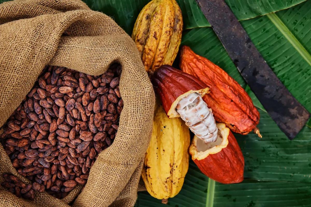 At Lydgate Farms, the sour white flesh of the cacao bean is turned into popsicles. The shells are turned into tea and brewing chocolate. And the seeds, of course, are roasted and turned into chocolate. (Courtesy of Lydgate Farms/TNS)
