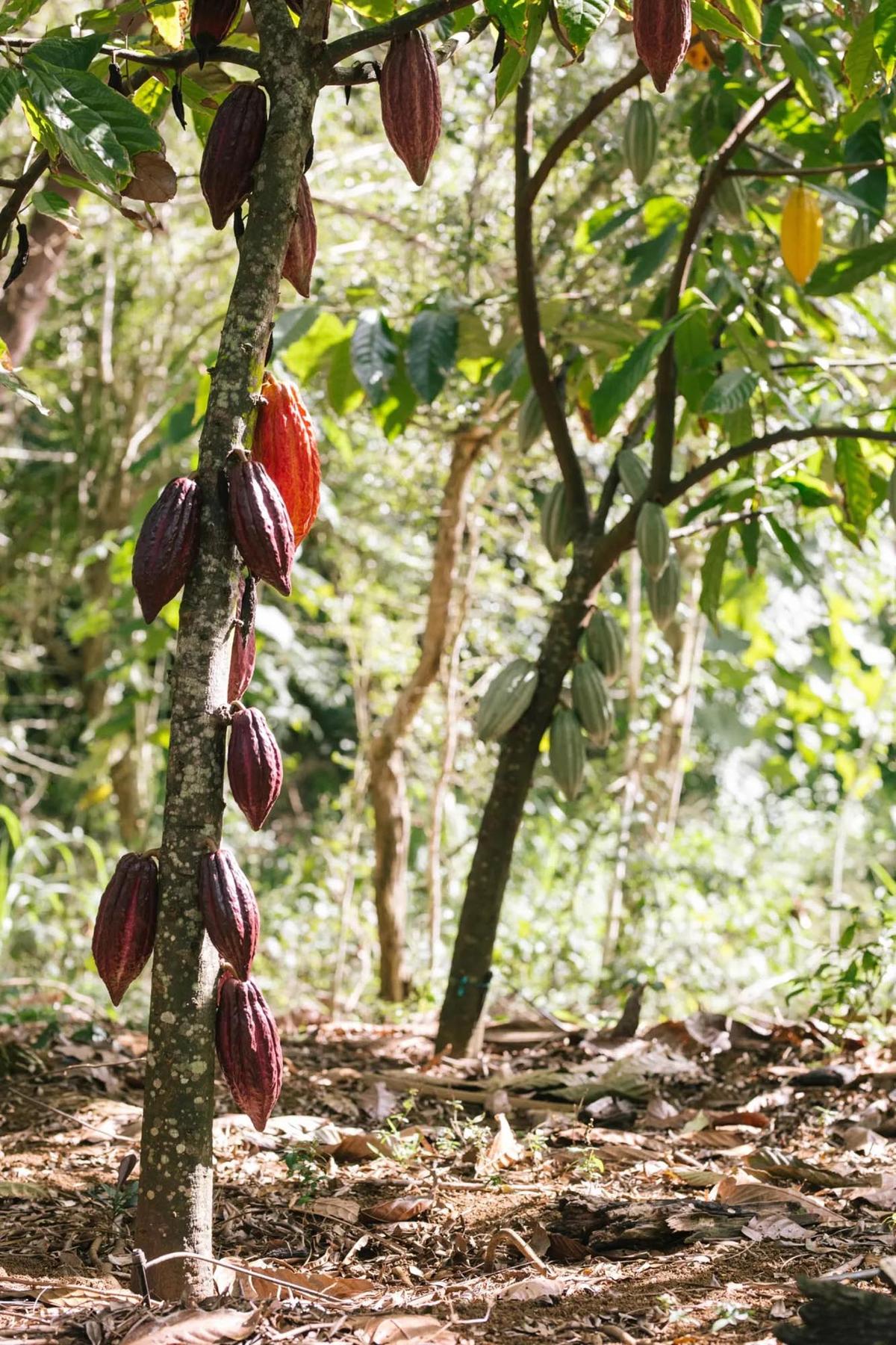 Lydgate Farms, on the eastern side of the island of Kauai, is home to 3,000 cacao trees. (Courtesy of Lydgate Farms/TNS)