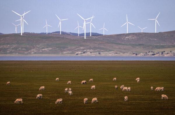 Sheep graze in front of wind turbines on the outskirts of Canberra, Australia, on Sept. 1, 2020. (David Gray/Getty Images)