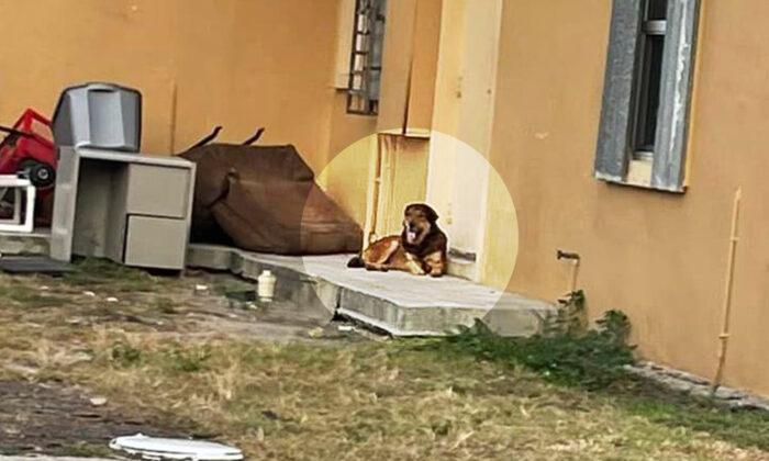Abandoned Dog Stands Guard Outside Home for a Month After Family Leaves Him Behind
