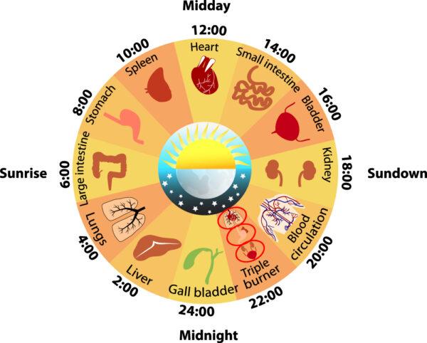<center>Traditional Chinese Medicine Body Clock (Shutterstock)</center>