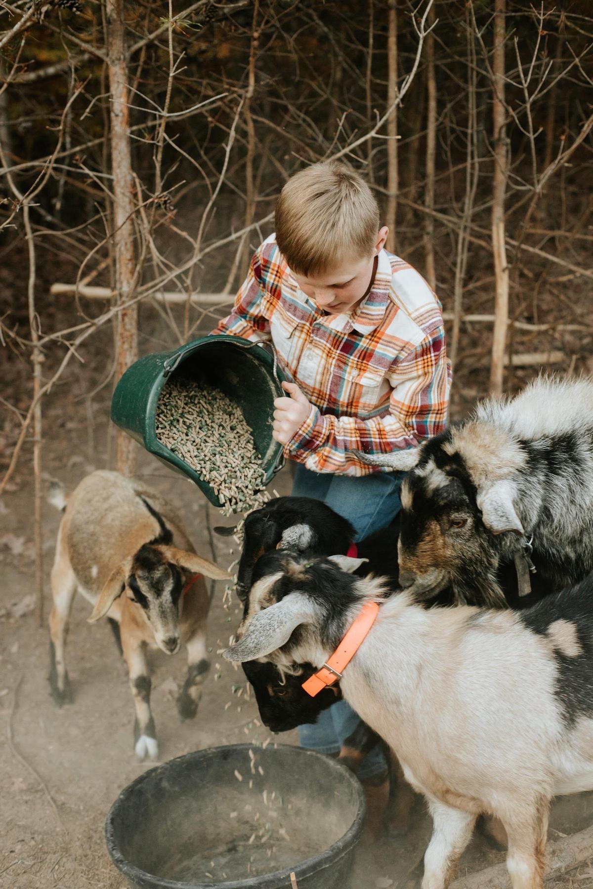 Cortney and Samuel's son feeds the goats. (Courtesy of The Tiffaney Lawson Company)