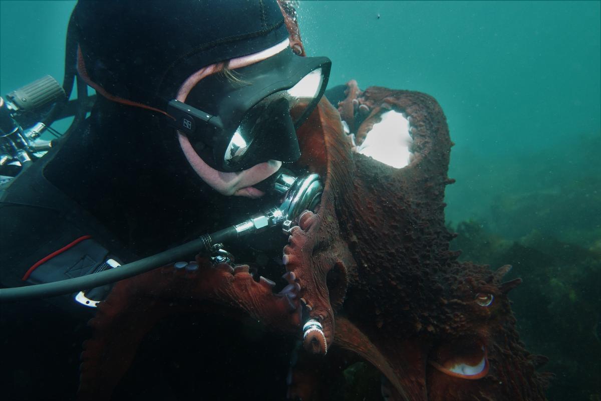 Andrea Humphreys' close encounter with a Giant Pacific octopus. (Courtesy of <a href="https://www.instagram.com/reallifemermaidphotography/">Andrea Humphreys</a>)