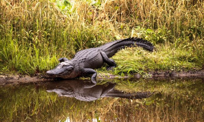 Even Alligators Might Be Harmed by PFAS ‘Forever Chemicals’