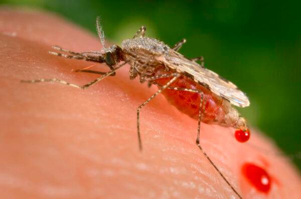The file photo of a feeding female Anopheles stephensi mosquito crouching forward and downward on her forelegs on a human skin surface, in the process of obtaining its blood meal through its sharp, needle-like labrum, which it had inserted into its human host. (James Gathany/CDC via AP)