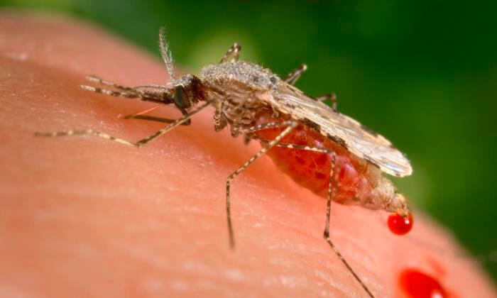 Disruptions From COVID-19 Response Led to 63,000 More Malaria Deaths
