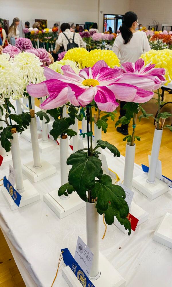 Ava Fung Wollman’s Gyokkouin at the Joan Pisani Community Center in Saratoga, Calif., on Oct. 30, 2022. (Ilene Eng/NTD)