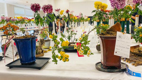 Bonsai chrysanthemums at the Joan Pisani Community Center in Saratoga, Calif., on Oct. 30, 2022. (Ilene Eng/NTD)
