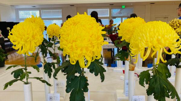 Chester Unciano’s yellow chrysanthemum (center) at the Joan Pisani Community Center in Saratoga, Calif., on Oct. 30, 2022. (Ilene Eng/NTD)