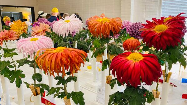Daisy-like chrysanthemums at the Joan Pisani Community Center in Saratoga, Calif., on Oct. 30, 2022. (Ilene Eng/NTD)