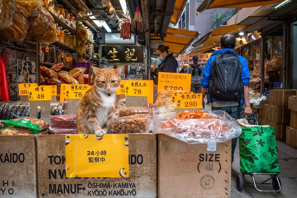 "Store manager cat" is the theme of photography that Jonas frequently uses, and cats have become a medium for him to further know about the neighbors and store owners. (Courtesy of Jonas Chan)