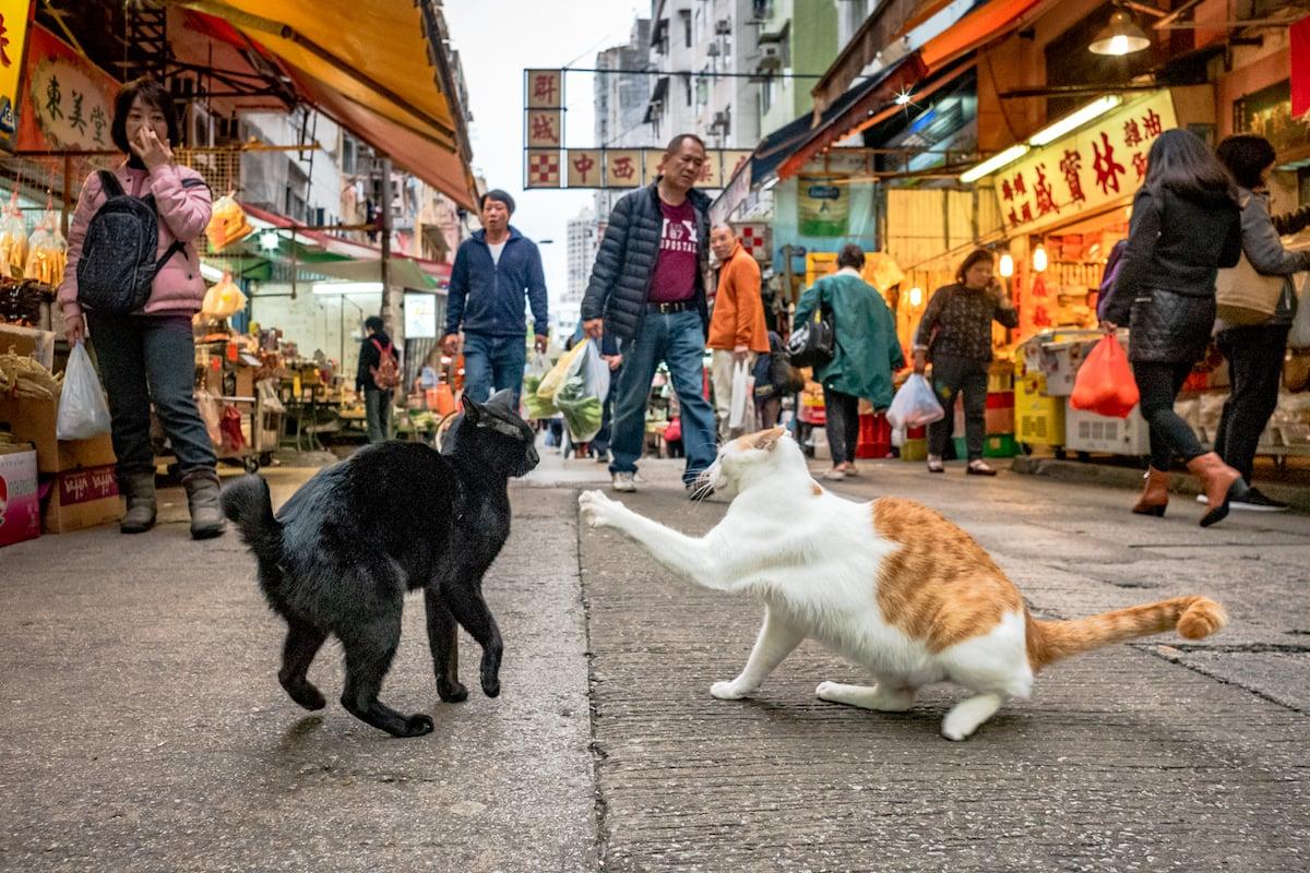 Visiting the streets of Tai Po, which he rarely visited in the past, Jonas captured the world of cats through the lens, which led him to discover a different Hong Kong. (Courtesy of Jonas Chan)