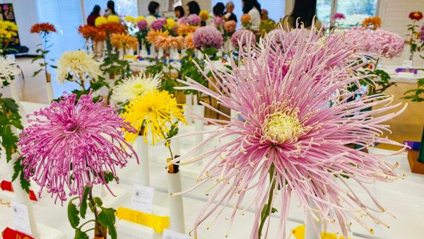 Spider chrysanthemums at the Joan Pisani Community Center in Saratoga, Calif., on Oct. 30, 2022. (Ilene Eng/NTD)