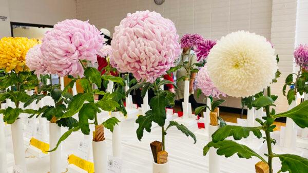 The Bay Area Chrysanthemum Society showcases the best chrysanthemums at the Joan Pisani Community Center in Saratoga, Calif., on Oct. 30, 2022. (Ilene Eng/NTD)