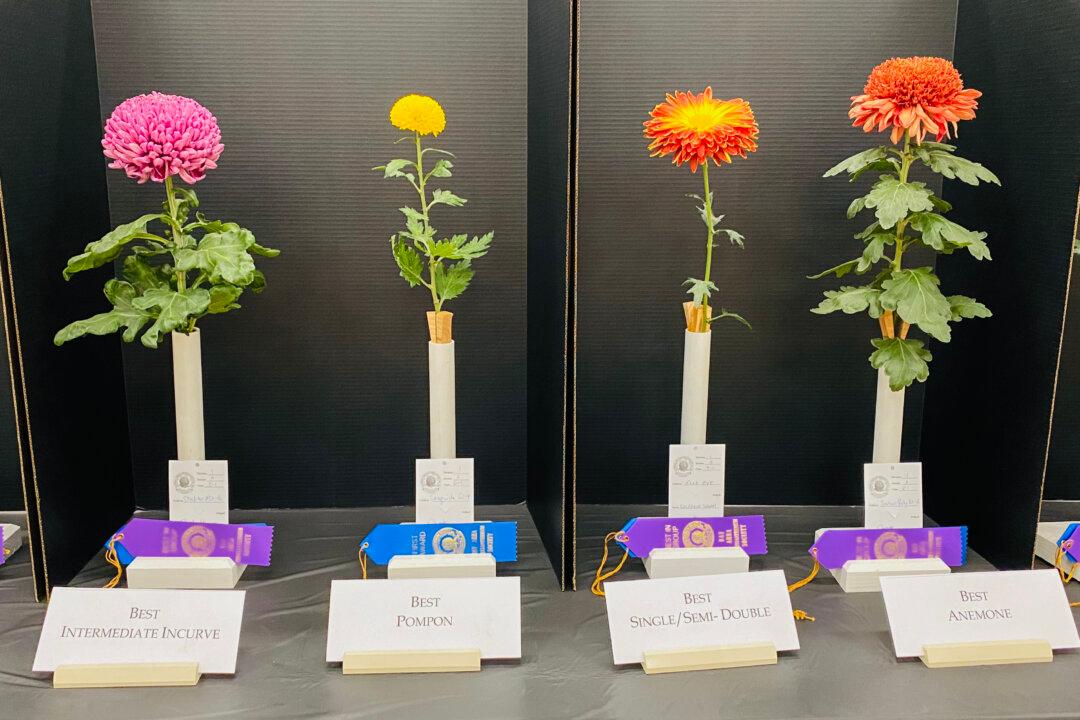 Chrysanthemum Show Puts Season’s Best Blooms On Display