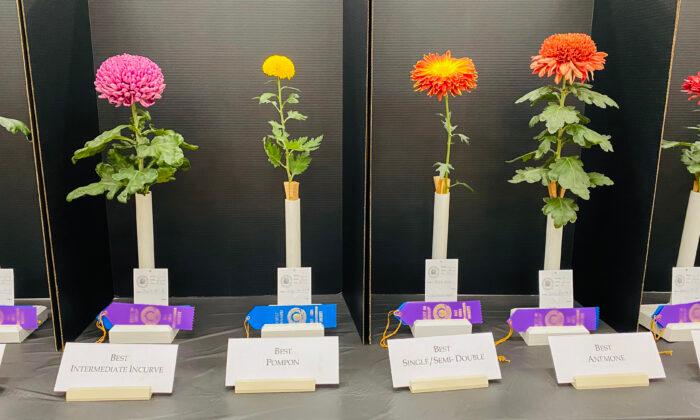 Chrysanthemum Show Puts Season’s Best Blooms On Display