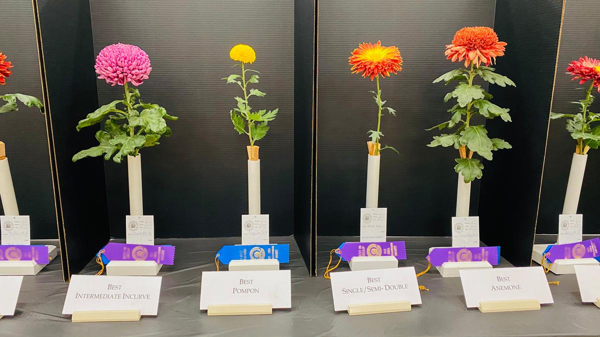 Chrysanthemum Show Puts Season’s Best Blooms On Display