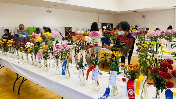 Visitors take pictures of chrysanthemums at the Joan Pisani Community Center in Saratoga, Calif., on Oct. 30, 2022. (Ilene Eng/NTD)