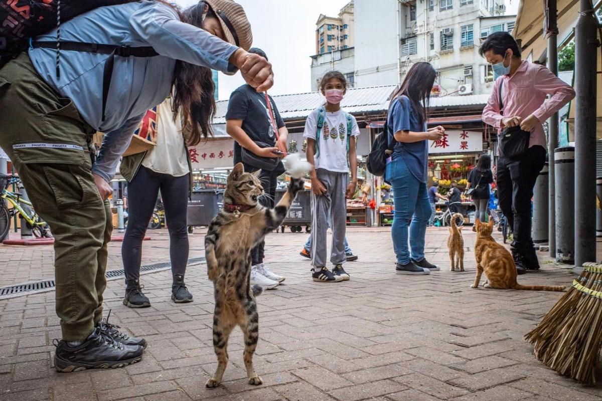 Jonas often visits the old districts to look for cats and has photographed many interesting pictures of people interacting with cats. (Courtesy of Jonas Chan)