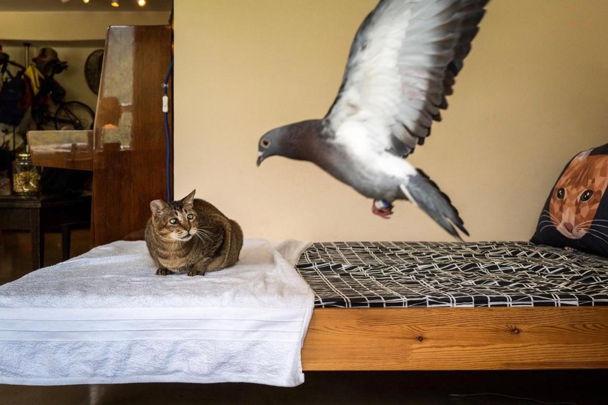 The cat "Mickey" and his pigeon friends in Tai O. (Courtesy of Jonas Chan)