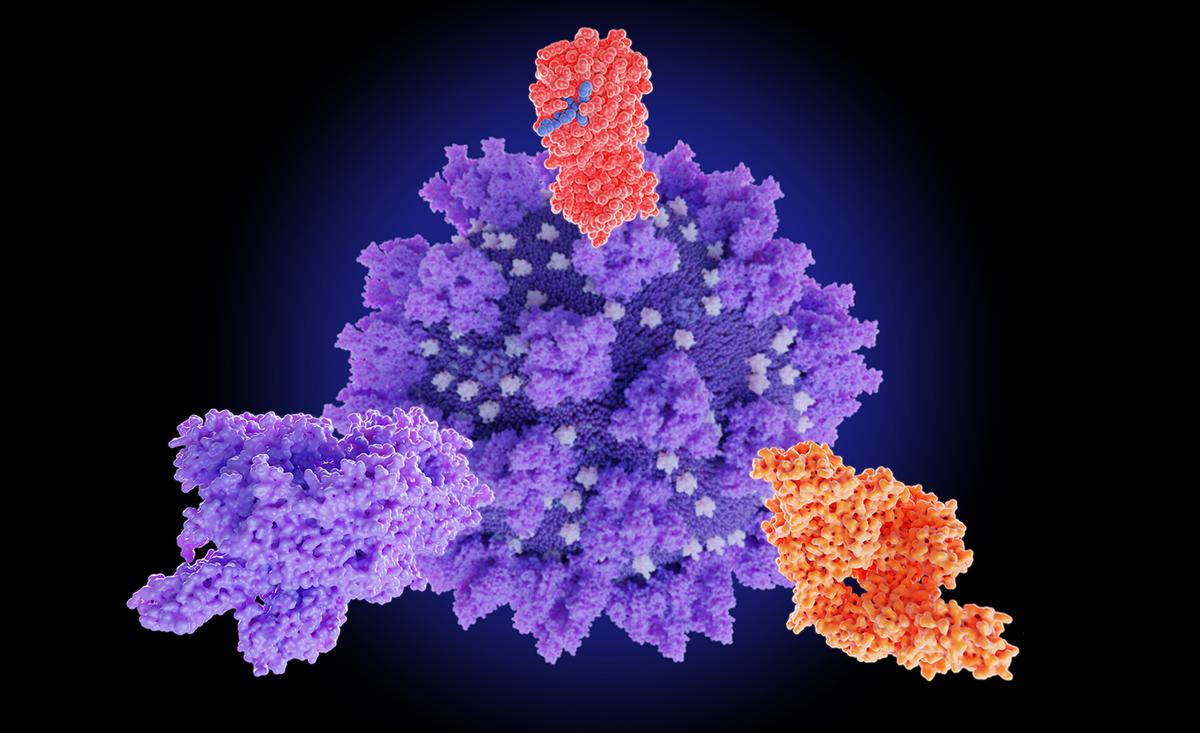 Illustration of the spike protein of SARS-CoV-2. (Juan Gaertner/Shutterstock)
