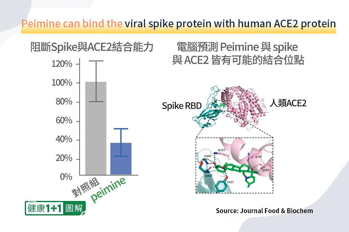 This picture shows the effect of Peimine binding the viral spike protein and the human ACE2 protein. (Health 1+1/The Epoch Times)