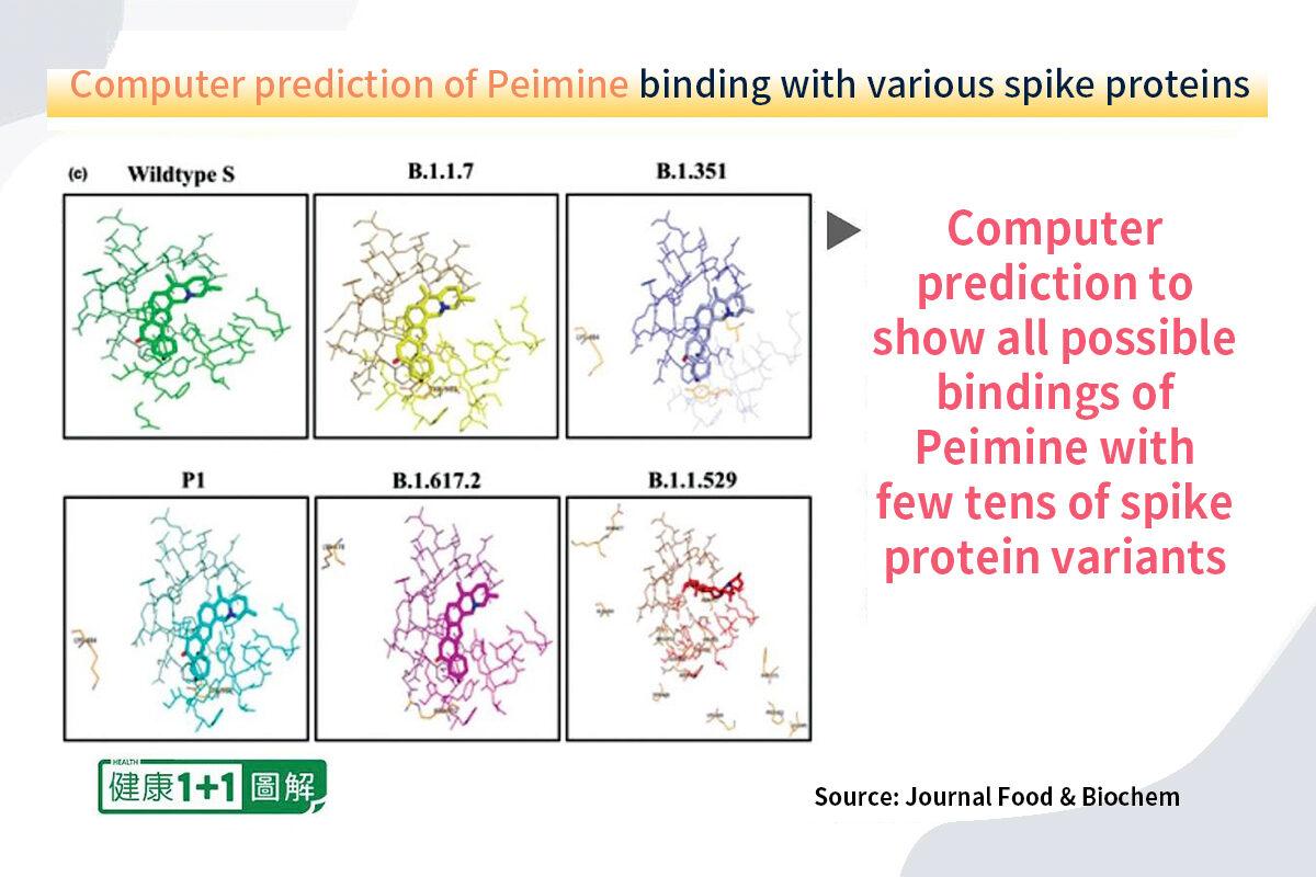 The study found that peimine can bind to the spike proteins of different COVID-19 variants. (Health 1+1/The Epoch Times)