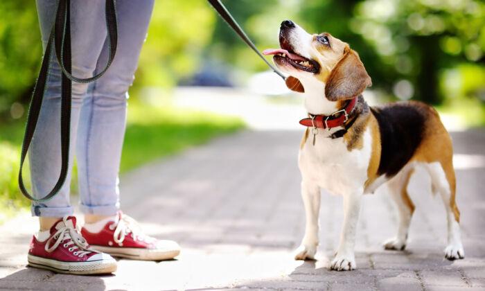 Should You Train Your Dog or Enroll in Obedience School?