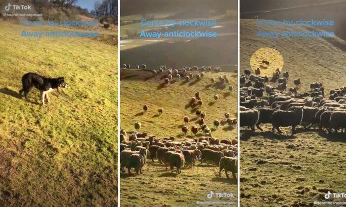 VIDEO: Ultra-Talented Border Collies Herd 700 Sheep at Lightning Speed in Scotland—And Then Go Viral