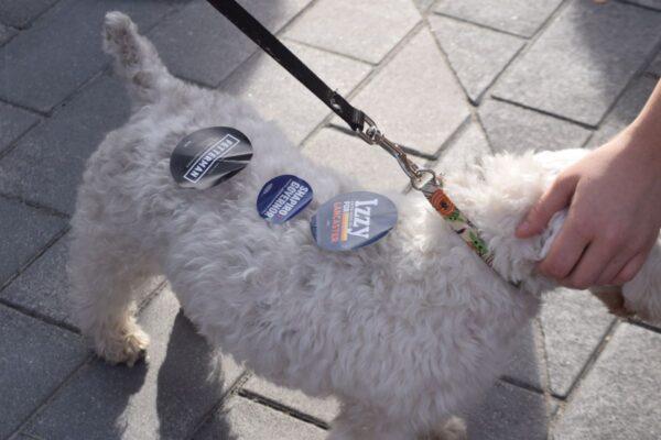 Dog with political stickers at Lancaster, Pa., rally for Democrat candidate for governor, Josh Shapiro, Nov. 4, 2022. (Beth Brelje/The Epoch Times)